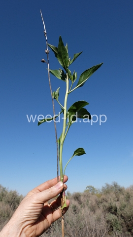 pepperweed, perennial